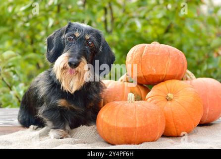 Un piccolo cane nero e marrone con un lungo cappotto si siede accanto a un mucchio di zucche su un panno burlap. Il cane sembra curioso, circondato da zucche di variou Foto Stock