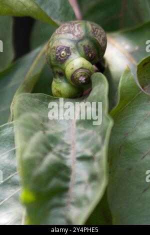 Borivali, Maharashtra / India - 10 settembre 2006: Pianta di Morinda citrifolia nella giungla. Foto Stock