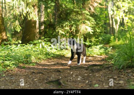 il gatto cammina lungo un sentiero nella foresta Foto Stock