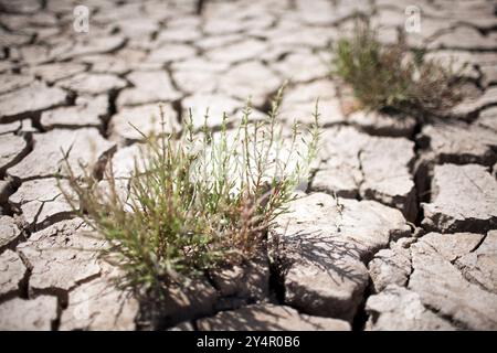 La palude secca di Sanlucar de Barrameda presenta un terreno incrinato con piante verdi resilienti che emergono dal terreno arido. Foto Stock