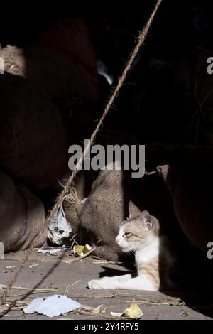 Mumbai, Maharashtra / India - 26 ottobre 2007: Un gatto nel mercato della frutta. Foto Stock