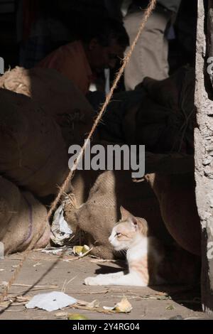 Mumbai, Maharashtra / India - 26 ottobre 2007: Un gatto nel mercato della frutta. Foto Stock