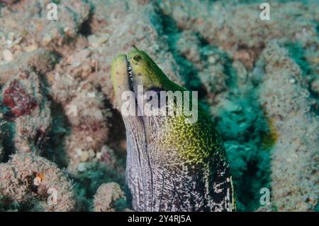 Ondulated Moray, Gymnothorax ondulatus, Murinidae, Malindi Marine National Park & Reserve, Kenya, Africa Foto Stock