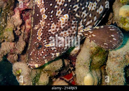 Cernia Whitestreaked, Ephinephelus ongus, Sarranidae, Malindi Marine National Park & Reserve, Kenya, Africa Foto Stock