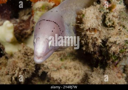 Murene bianche, murene geometriche, Gymnothorax griseus, Murenidae, Malindi Marine National Park & Reserve, Kenya, Africa Foto Stock