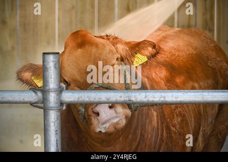 Westmorland County Show Cumbria celebra il meglio della vita rurale, bestiame, cani, pecore, macchinari e prodotti locali. Westmorlland County Agricultural Foto Stock