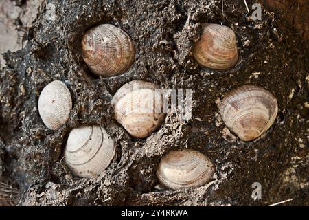 Worli Koliwada, Maharashtra / India - 17 febbraio 2008 : nel villaggio di Koliwada, le conchiglie di mare sono bloccate sui tronchi di alberi con sterco di mucca. Foto Stock