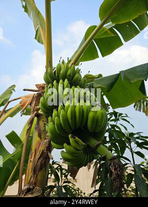 banane grappate su un albero Foto Stock
