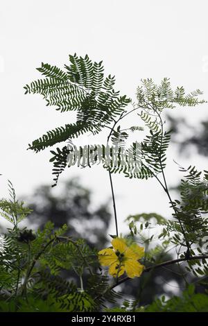 Borivali, Maharashtra / India - 30 novembre 2008: Un impianto di fioritura gialla nel parco. Foto Stock