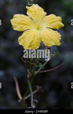 Borivali, Maharashtra / India - 30 novembre 2008: Un impianto di fioritura gialla nel parco. Foto Stock