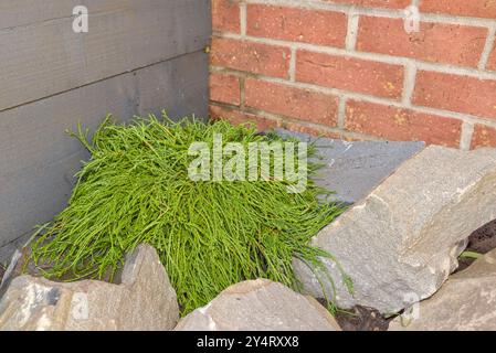 Primo piano di una chamaecyparis, filifera nana arbusto sempreverde in una roccia con fioriere rialzate in legno grigio e mattoni sullo sfondo Foto Stock