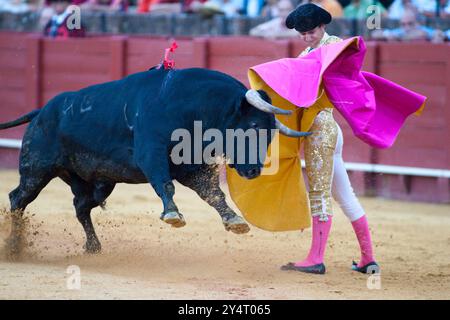 Siviglia, Spagna, 15 agosto 2008, César Girón interagisce sapientemente con un toro usando il suo mantello nella storica arena di Siviglia, mostrando abilità nella corrida Foto Stock