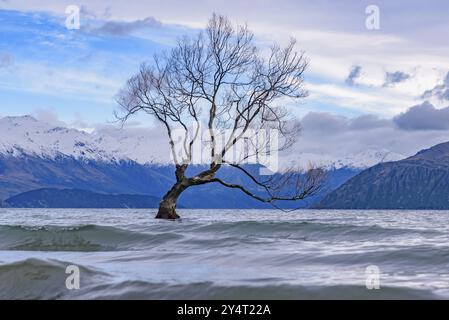 Albero di Wanaka e lago Wanaka in inverno, nuova Zelanda, Oceania Foto Stock