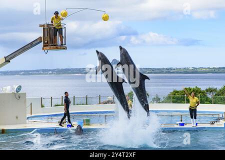 Spettacolo di delfini (teatro Okichan) nell'acquario Churaumi di Okinawa Foto Stock