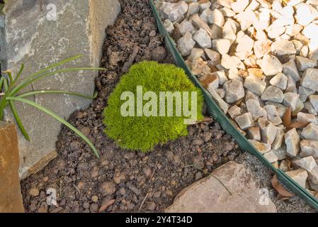 Immagine ravvicinata scattata dall'alto, di uno Scleranthus biflorus o di due Knawel fioriti in un rockery Foto Stock