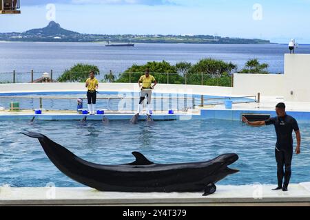 Spettacolo di delfini (teatro Okichan) nell'acquario Churaumi di Okinawa Foto Stock