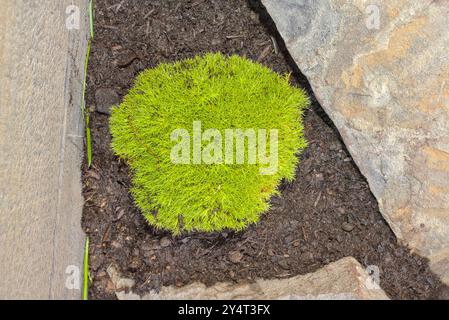 Immagine ravvicinata scattata dall'alto, di uno Scleranthus biflorus o di due Knawel fioriti in un rockery Foto Stock