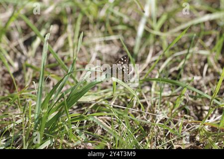 Farfalla boschiva (Pararge aegeria), farfalla, marrone, erba, la farfalla boschiva si trova con ali a metà aperta su una lama d'erba Foto Stock