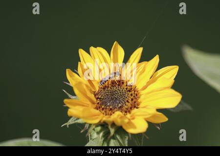 Ape da solco con bande gialle (Halictus scabiosae), maschio, girasole, giallo, l'ape da solco succhia il nettare dal fiore di un girasole Foto Stock