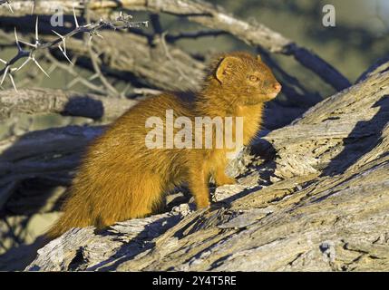 Mangusta slanciata (Galerella sanguinea) che si gode i primi raggi del sole Kalahari Sud Africa Foto Stock