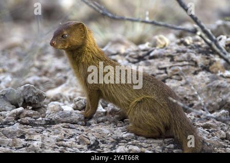 Mangusta snella, (Galerella sanguinea), mangusta snella seduta, Kalahari Gemsbok NP, Sudafrica, Sudafrica, Africa Foto Stock