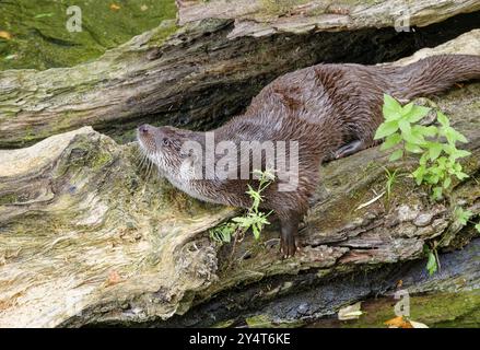 Otter (Lutra lutra), martora adattata alla vita acquatica, prigioniera, presente in Europa Foto Stock