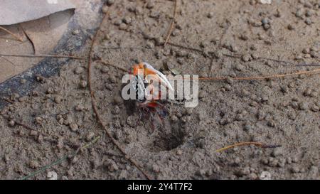 Primo piano di granchi violinieri colorati che emergono dalla sua tana di sabbia Foto Stock