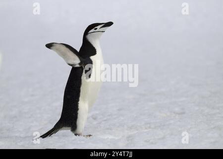 Pinguino Chinstrap nella neve in Antartide, (Pygoscelis antarktika), Antartide Foto Stock