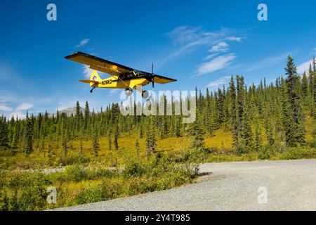 Piper Super Cub atterra sulla pista di atterraggio in erba lungo Nebesna Road a Wrangell-St Elias NP in Alaska. Foto Stock