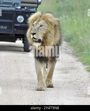 Leone africano maschio nel Parco Nazionale Kruger, Sudafrica, Africa Foto Stock