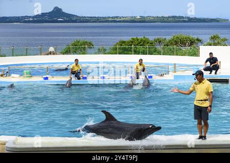 Spettacolo di delfini (teatro Okichan) nell'acquario Churaumi di Okinawa Foto Stock