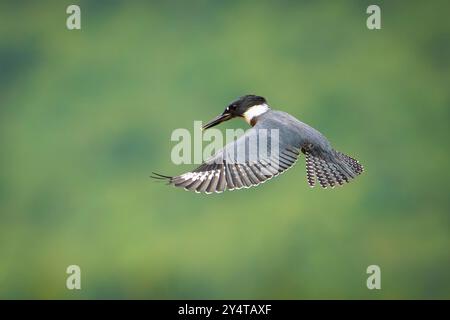 Kingfisher con cintura in volo nell'Alaska centro-meridionale. Foto Stock