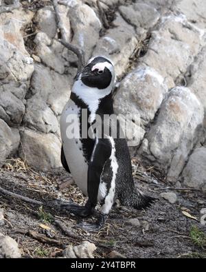 Un pinguino d'asino, endemico dell'Africa meridionale, elencato come specie vulnerabile, sulle rocce di Boulders Beach, Sudafrica, nessun ghiaccio in vista, Africa Foto Stock