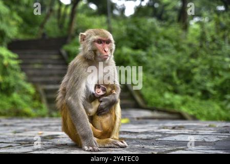 Scimmie a Swayambhu, Tempio delle scimmie, a Kathmandu, Nepal, Asia Foto Stock