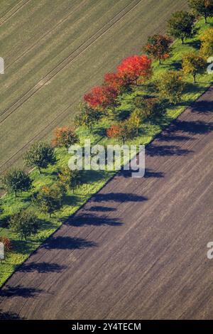 viale degli alberi in autunno, percorso del campo, gestione delle linee. Vista aerea. Traccia tra i campi Foto Stock