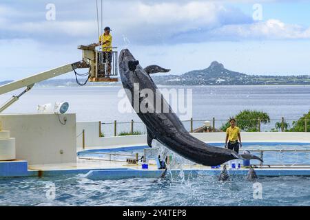 Spettacolo di delfini (teatro Okichan) nell'acquario Churaumi di Okinawa Foto Stock