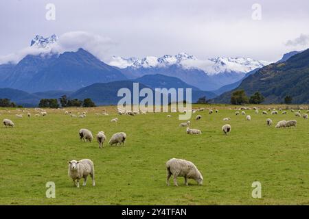 Una mandria di pecore che pascolano in un lussureggiante campo verde in nuova Zelanda Foto Stock