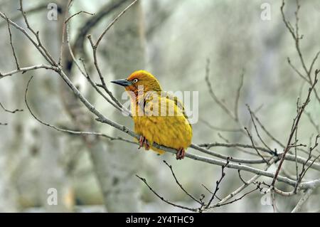 Cape Weaver, Ploceus capensis, una specie di uccelli nidificanti endemica del Sudafrica che costruisce un nido Foto Stock