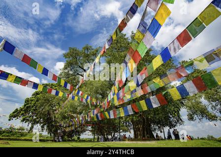 Bodhi Trees a Lumbini, Nepal, il luogo di nascita di Buddha, Asia Foto Stock