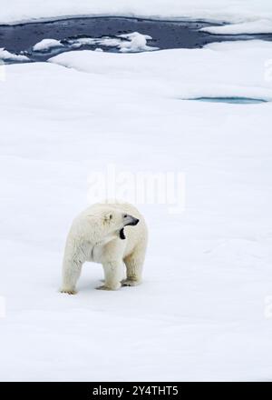 Orso polare donna adulta (Ursus maritimus) che sbadiglia con la bocca aperta su banchi di ghiaccio pluriennali nella Terra di Francesco Giuseppe, in Russia, nell'Oceano Artico. Foto Stock