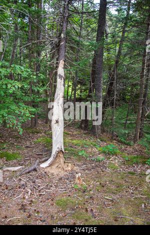 Tronco di alberi masticati sul sentiero del fiume Manuels a Conception Bay South, Terranova & Labrador, Canada Foto Stock