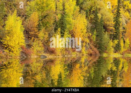 Profusione di colori autunnali lungo lo stagno nell'Alaska centro-meridionale. Foto Stock