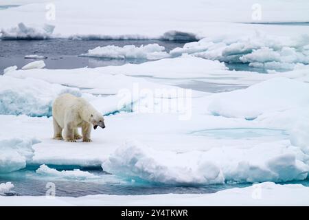 Orso polare maschio adulto (Ursus maritimus) che sbadiglia con la bocca aperta su banchi di ghiaccio pluriennali nella Terra di Francesco Giuseppe, Russia. Foto Stock