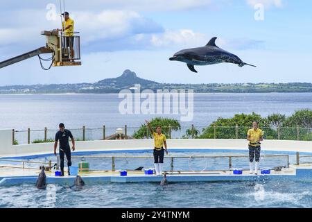 Spettacolo di delfini (teatro Okichan) nell'acquario Churaumi di Okinawa Foto Stock