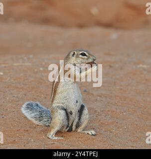 Uno scoiattolo di terra nel Parco Kgalagadi, deserto del Kalahari, Sudafrica, Africa Foto Stock