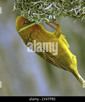 Cape Weaver, Ploceus capensis, una specie di uccelli nidificanti endemica del Sudafrica che costruisce un nido Foto Stock