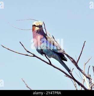 Lilac Breasted Roller Bird nel Kruger National Park, Sudafrica, Africa Foto Stock