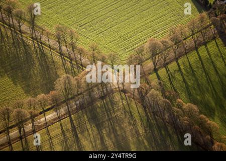 Incrocio a lato strada con viale degli alberi in autunno. Linee, gestione linee, vista aerea Foto Stock