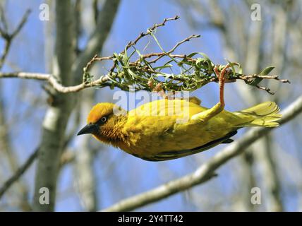 Cape Weaver, Ploceus capensis, una specie di uccelli nidificanti endemica del Sudafrica che costruisce un nido Foto Stock