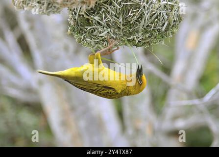 Cape Weaver, Ploceus capensis, una specie di uccelli nidificanti endemica del Sudafrica che costruisce un nido Foto Stock